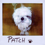 Portroids: Portroid of Patch DeMint