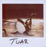 Portroids: Portroid of Tuar